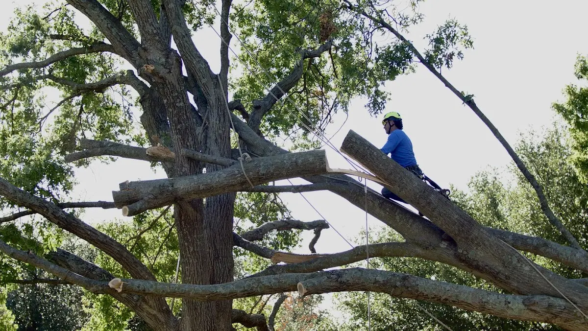 Professional Crown Thinning performed by certified arborists in Axis