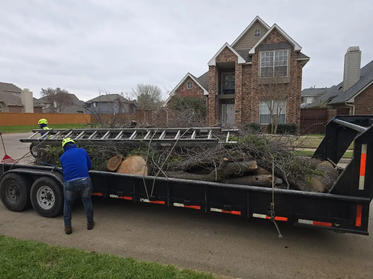 Expert Tree Pest Control with proper safety equipment in Axis